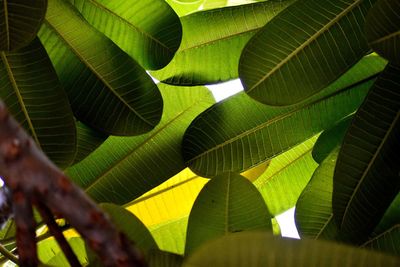 Low angle view of yellow leaves