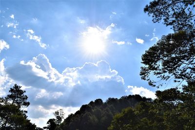 Low angle view of sunlight streaming through trees on sunny day