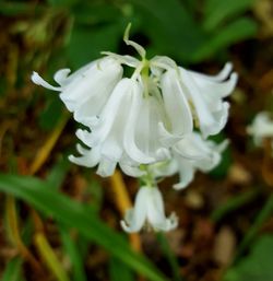 Close-up of white flowers blooming outdoors