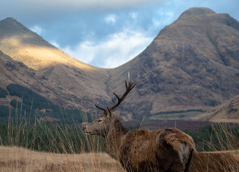 View of deer on field against mountain range