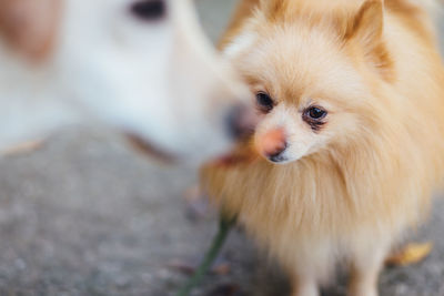 Close-up of dogs on footpath