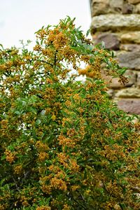 Close-up of flowers on tree