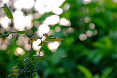 Close-up of flowering plant