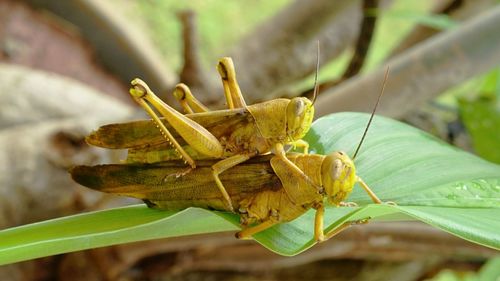 Close-up of insect on plant