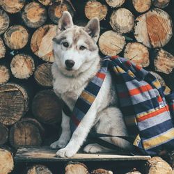 Portrait of dog sitting outdoors