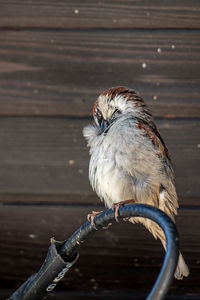 Close-up of bird perching on wood