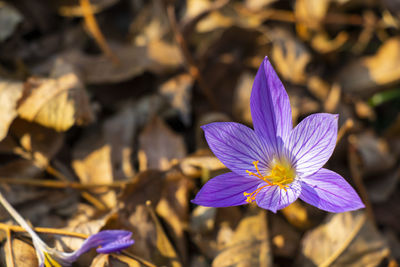 flowering plant