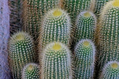 Full frame shot of cactus plant