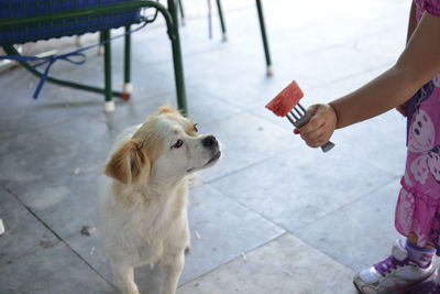 Cropped hand giving food to dog