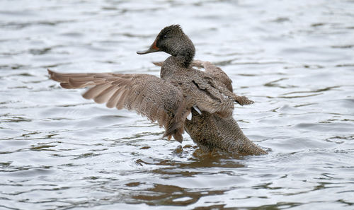 Duck swimming in lake