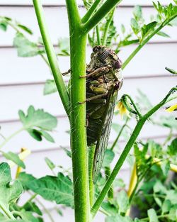 Close-up of insect on plant