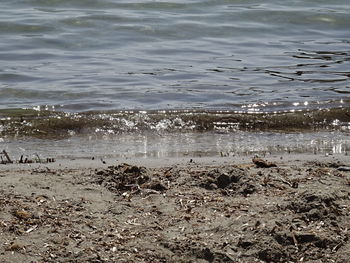 Flock of birds at beach