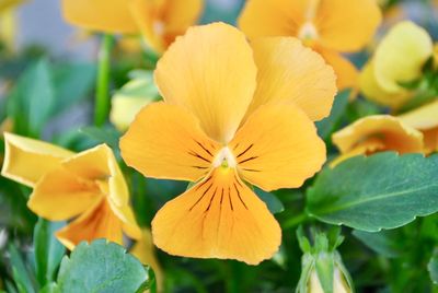 Close-up of yellow flowering plant