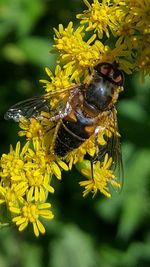 Close-up of bee perching on yellow flower