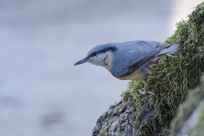 Close-up of bird perching on rock