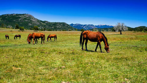 Horses grazing in a field