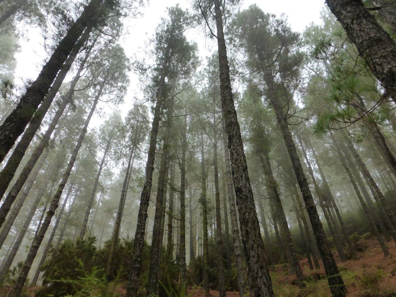 LOW ANGLE VIEW OF TREES AT FOREST