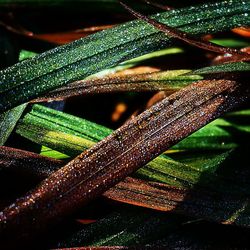 Close up of green plant