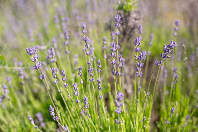 Close-up of purple flowering plants on field