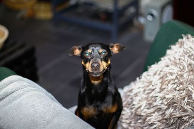 Portrait of black dog sitting outdoors