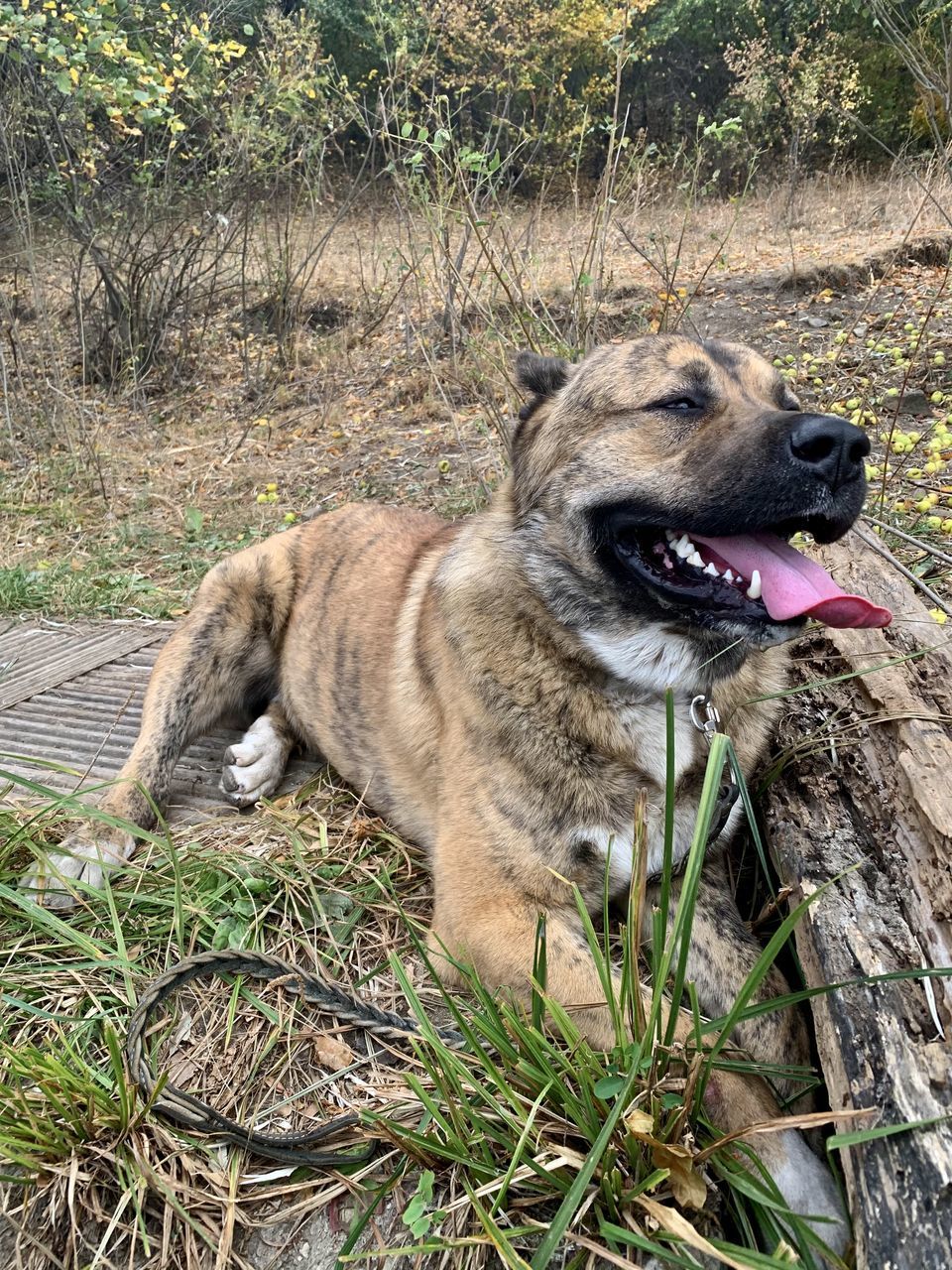 VIEW OF A DOG ON FIELD