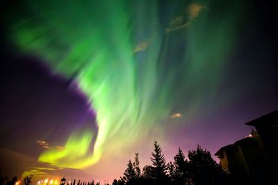 Low angle view of trees against sky at night