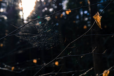 Close-up of wet spider web on tree against sky