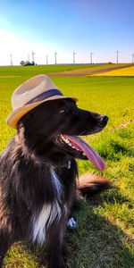 View of dog on field