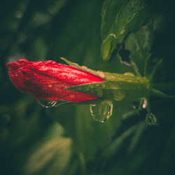 Water drops on red flower after rain- macro shot 
