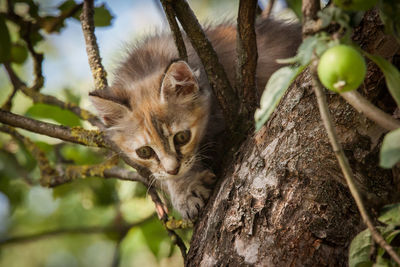 Low angle view of cat on tree trunk