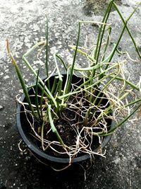 High angle view of plants growing in water