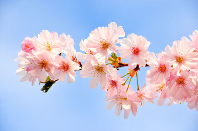 Close-up of pink flowers against sky