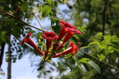 Low angle view of red berries on tree