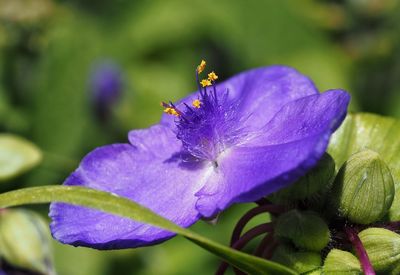 Close-up of insect on purple flowering plant