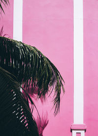 Close-up view of pink indoors