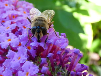 Close-up of bee pollinating on purple flower