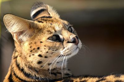 Close-up of a cat looking away