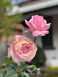 Close-up of pink rose