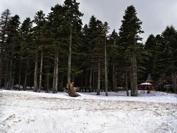 Trees on snow covered forest against sky