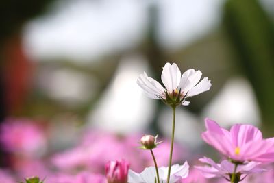 Close-up of pink flowering plant