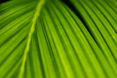 Full frame shot of green leaves