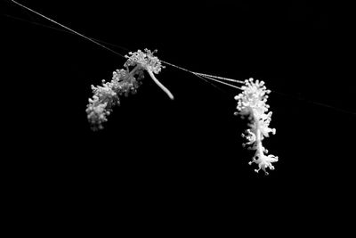 Close-up of spider web against black background