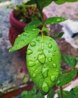 Close-up of raindrops on leaves