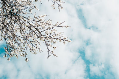 Low angle view of cherry blossom against sky
