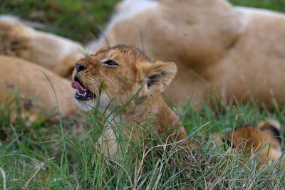 Lioness sitting on field