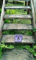 Close-up of purple flowers on wooden plank