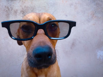 Close-up portrait of dog wearing sunglasses