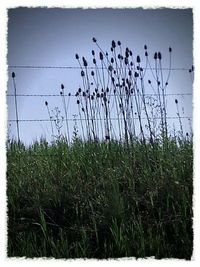 Scenic view of grassy field against sky