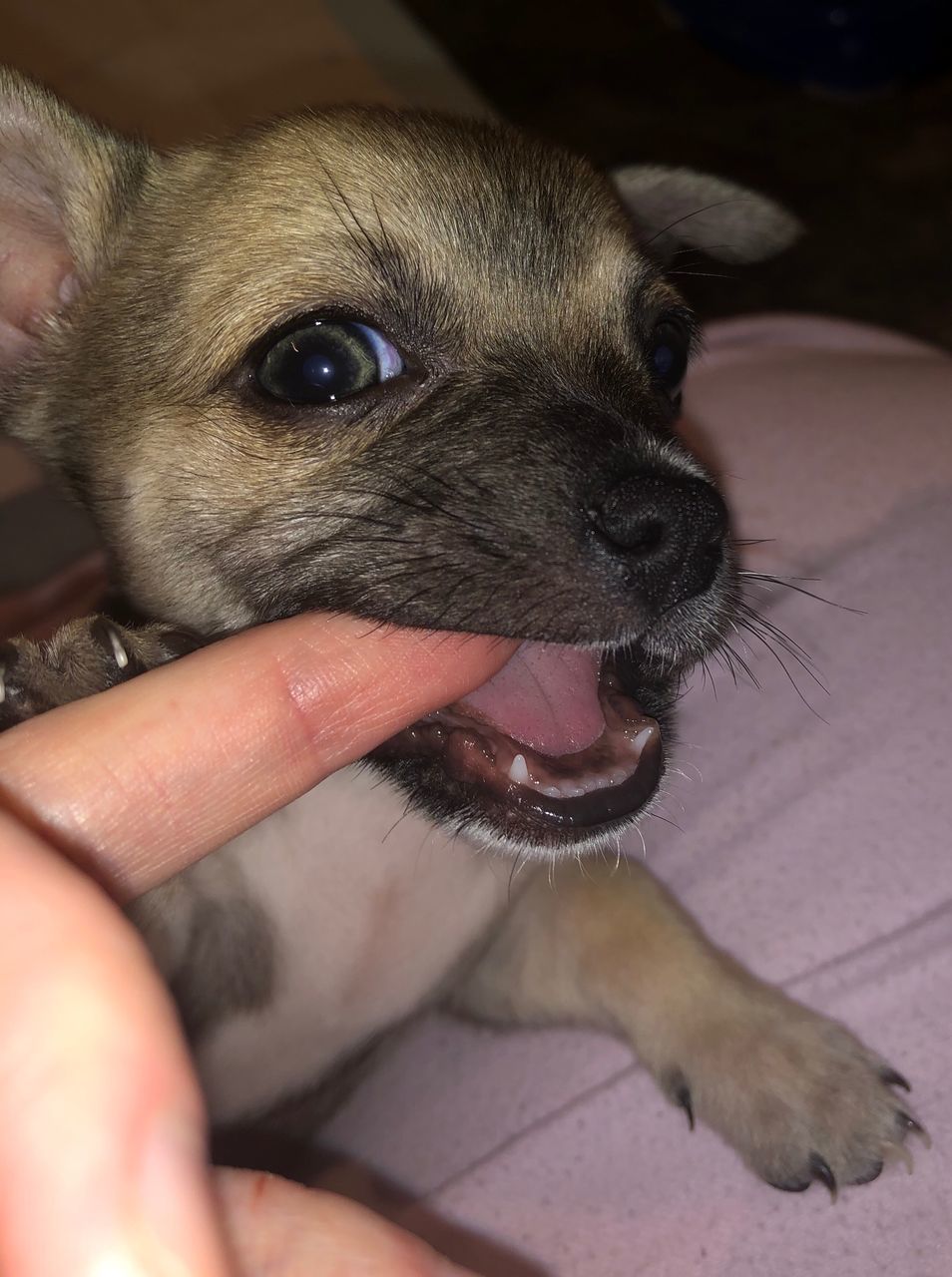 CLOSE-UP OF HAND HOLDING DOG WITH MOUTH