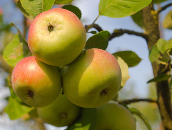 Close-up of apples on tree